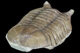 Asaphus Punctatus Trilobite - Russia #78540-4
